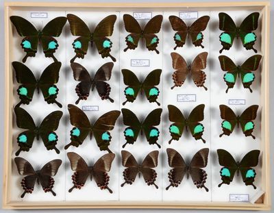 de nombreux papillons disposés dans un cadre en bois