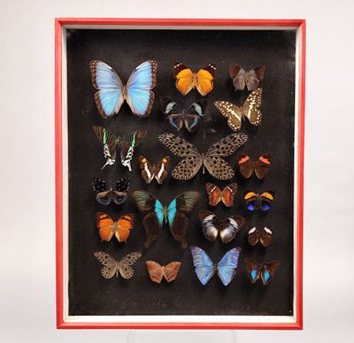 une photo représentant un arrangement de papillons dans un cadre rouge