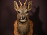a close up of a deer head mounted on a wall