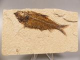 an image of a fossil fish on a piece of paper