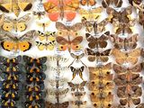 many different types of moths displayed in a display case