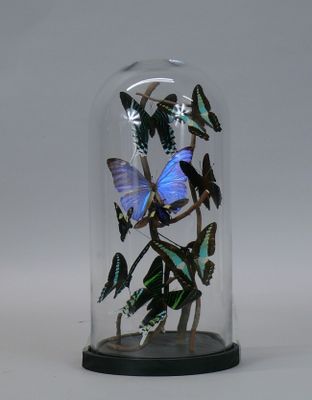 butterflies in a glass clochet on a white background