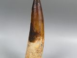 a close up of a tooth on a metal stand on a white surface