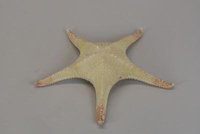 a starfish that is sitting on a table