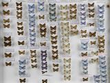 many butterflies displayed in a display case on the wall