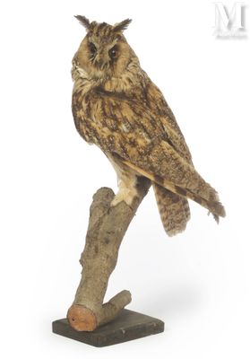 an owl that is sitting on top of a tree branch
