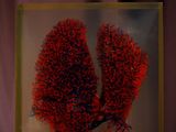 une image représentant un corail rouge dans une boîte en verre