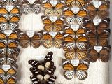 a lot of butterflies that are on display in a glass case