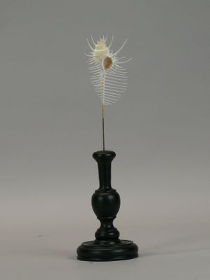 a black vase with a white feather on top of it