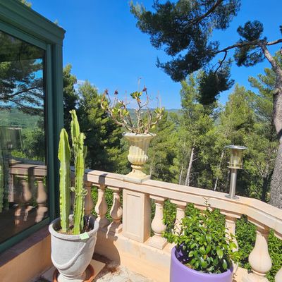 un cactus en pot sur le balcon d'une maison