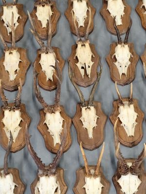 de nombreuses têtes de cerfs empaillées accrochées au mur