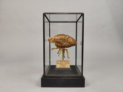 une image représentant un insecte dans une vitrine, sur fond blanc