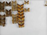 a lot of butterflies that are on display in a glass case