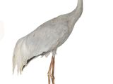 une statue représentant une grue posée sur un socle en bois