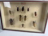 a display of insects in a glass case on a table
