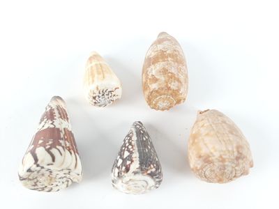 six different types of seashells on a white surface