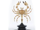 un gros plan d'un dôme en verre sous lequel se trouve un crabe doré