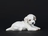 un chien blanc couché sur une surface noire