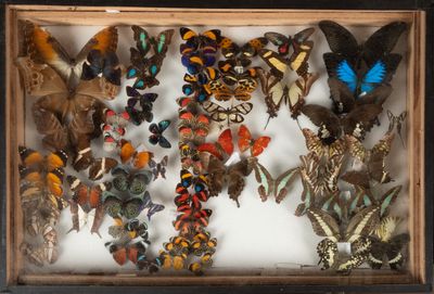 de nombreux papillons dans une boîte-cadre posée sur une table