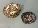 two mushrooms that are sitting on a table