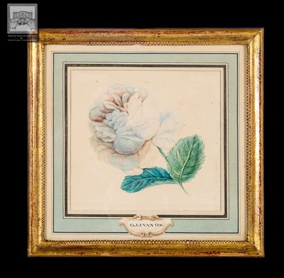 Georgius Jacobus Van Os, "Rose", aquarelle