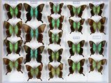 de nombreux papillons dans un cadre blanc