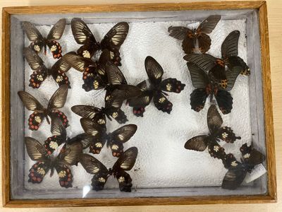 a lot of butterflies that are in a wooden box