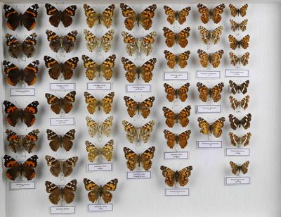 de nombreux papillons exposés dans une vitrine