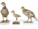 un groupe d'oiseaux posés sur des blocs