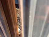 a cat that is sitting on the floor under a window