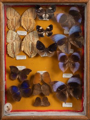 many different types of butterflies displayed in a shadow box