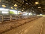a barn with a lot of cows inside of it