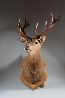 tête de cerf fixée sur un socle en bois, avec ses bois