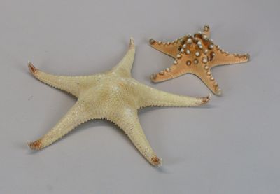 two starfishs that are sitting next to each other