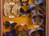 many different types of butterflies displayed in a shadow box