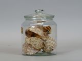 a glass jar filled with shells on a white surface