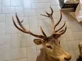 two deer heads mounted on the wall in the kitchen