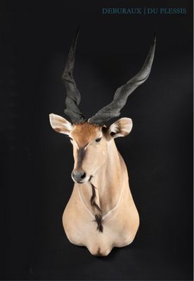 a close up of a deer head with large horns on a black background