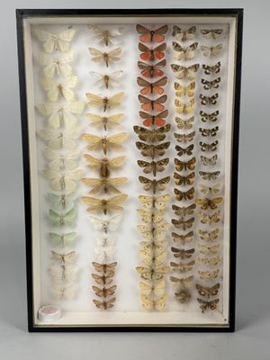 a framed display of moths in various colors and sizes