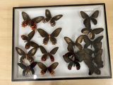 a lot of butterflies that are in a glass box