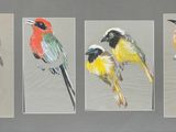 trois photos encadrées représentant des oiseaux colorés posés sur une table