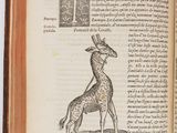 an open book with a drawing of a giraffe on it