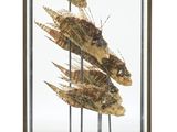 une vitrine contenant un tas de poissons séchés