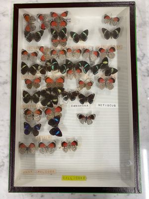 a picture of a display of butterflies in a glass case