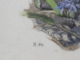 a drawing of a bird sitting on the ground next to flowers