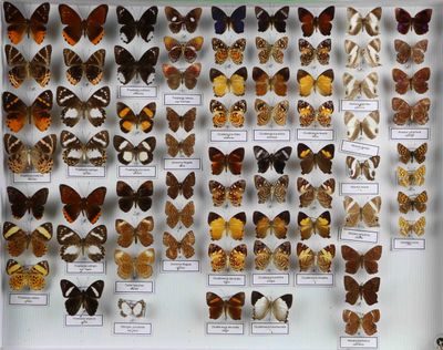 de nombreux types de papillons exposés dans une vitrine