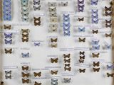 de nombreux papillons de toutes sortes exposés dans une vitrine