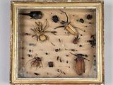 une photo d'une photo représentant des bestioles et autres insectes, dans un cadre