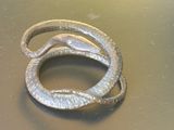 un serpent allongé sur une table