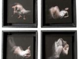 quatre photographies encadrées représentant une femme allongée sur le ventre et un homme allongé par terre